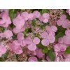 Hortenzie scandens 'First Love' PBR  Hydrangea scandens 'First Love' PBR