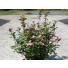 Hortenzie scandens 'First Love' PBR  Hydrangea scandens 'First Love' PBR