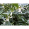 Masoplodka 'Dragon Gate'  Sarcococca ruscifolia 'Dragon Gate'