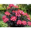 Hortenzie pilovitá 'Choco Black Velvet' PBR  Hydrangea serrata 'Choco Black Velvet' PBR'