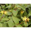 Třezalka nevonná 'Rheingold'  Hypericum inodorum 'Rheingold'