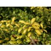 Cesmína vroubkovaná 'Convexed Gold'  Ilex crenata 'Convexed Gold'