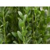 Cesmína vroubkovaná 'Fastigiata'  Ilex crenata 'Fastigiata'