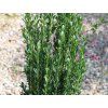 Cesmína vroubkovaná 'Fastigiata'  Ilex crenata 'Fastigiata'
