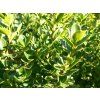 Cesmína vroubkovaná 'Green Hedge'  Ilex crenata 'Green Hedge'