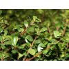 Cesmína vroubkovaná 'Stokes'  Ilex crenata 'Stokes'