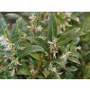 Masoplodka nízká 'Humilis'  Sarcococca hookeriana 'Humilis'