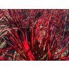 Vousatice 'Red October' - Andropogon gerardii 'Red October'  Andropogon gerardii 'Red October'