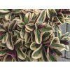 Hebe addenda 'Vinoa Variegata'  Hebe addenda 'Vinoa Variegata'