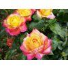 Růže 'Pullman Orient Express'  Rosa '