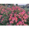 Růže 'LandLust®'  Rosa 'LandLust®'