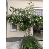 132136 59ce6f6f490d41e8