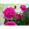 Růže 'James L. Austin®'  Rosa 'James L. Austin®'