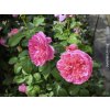 Růže 'James L. Austin®'  Rosa 'James L. Austin®'