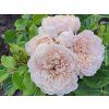 Růže 'Emily Brontë®'  Rosa 'Emily Brontë®'