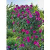 Růže 'Gertrude Jekyll®'  Rosa 'G