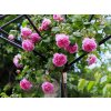 Růže 'Gertrude Jekyll®'  Rosa 'G