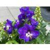 Ostrožka 'Delgenius' - Delphinium 'Delgenius'  Delphinium 'Delgenius'