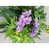 Ostrožka 'Delgenius' - Delphinium 'Delgenius'  Delphinium 'Delgenius'