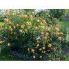 Růže 'Lady of Shalott®'  Rosa ' Lady of Shalott®'