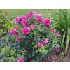Růže 'Princess Anne®'  Rosa 'Princess Anne®