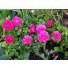 Růže 'Princess Anne®'  Rosa 'Princess Anne®