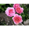 Růže 'Princess Alexandra of Kent®'  Rosa 'Princess Alexandra of Kent®