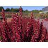 Calluna vulgaris Scarlett (1)
