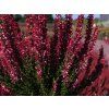 Calluna vulgaris Scarlett (4)