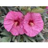 Ibišek bahenní SUMMERIFIC® 'Berry Awesome'- Hibiscus SUMMERIFIC® 'Berry Awesome'  HibiscusSUMMERIFIC® 'Berry Awesome'