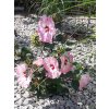 Ibišek bahenní SUMMERIFIC® 'Spinderella'- Hibiscus SUMMERIFIC® 'Spinderella'  HibiscusSUMMERIFIC® 'Spinderella'