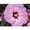 Ibišek bahenní SUMMERIFIC® 'Spinderella'- Hibiscus SUMMERIFIC® 'Spinderella'  HibiscusSUMMERIFIC® 'Spinderella'