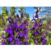 Lobelka 'Starship Blue' - Lobelia speciosa 'Starship Blue'  Lobelia speciosa 'Starship Blue'