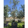 Jabloň 'Ananasové letní'  Malus domestica 'Ananasové letní'