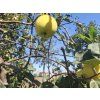 Jabloň 'Ananasové letní'  Malus domestica 'Ananasové letní'