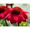 Třapatka nachová 'Flirty'- Echinacea purpurea 'Flirty'  Echinacea 'Flirty'