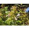 Abélie velkokvětá 'Happy DayDream'  Abelia grandiflora 'Happy DayDream'