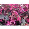Loropetalum čínské 'Fire Dance'  Loropetalum chinense 'Fire Dance'