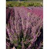Calluna vulgaris Pink Asli (1)