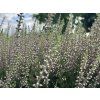 Vřes obecný 'Pink Asli'  Calluna vulgaris 'Pink Asli'
