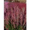 Calluna vulgaris Milva (3)