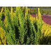 Calluna vulgaris Skyline Miami (1)