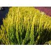 Calluna vulgaris Skyline Miami (5)