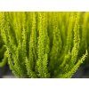 Vřes obecný Skyline 'Miami'  Calluna vulgaris Skyline 'Miami'