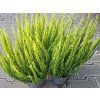 Vřes obecný Skyline 'Monaco'  Calluna vulgaris Skyline 'Monaco'