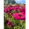 Krásenka čokoládová 'Cherry Chocolate' - Cosmos atrosanguineus 'Cherry Chocolate'  Cosmos atrosanguineus 'Cherry Chocolate'