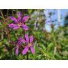 Kyprej prutnatý 'Dropmore Scarlet' - Lythrum virgatum 'Dropmore Scarlet'  Lythrum virgatum 'Dropmore Scarlet'