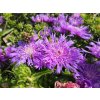 Stokesie 'Purple Parasols' - Stokesia laevis 'Purple Parasols'  Stokesia laevis 'Purple Parasols'