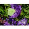 purple parasols