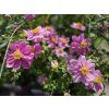 Anemone Brezze Sweet